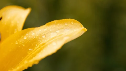 Close up of Yellow Lily Stock Footage 128139852