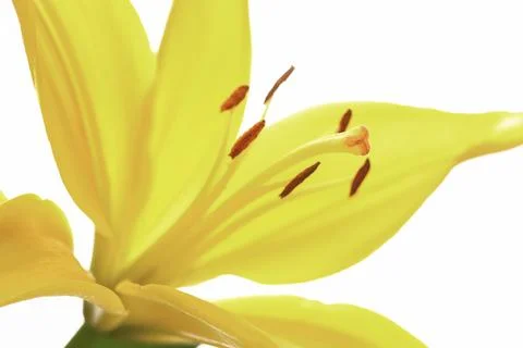 Close up of a yellow lily. Stock Photos
