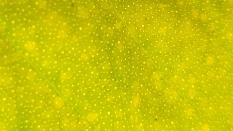Close Up of Yellow Lime Leaf Texture with Natural Spotted Pattern Stock Photos