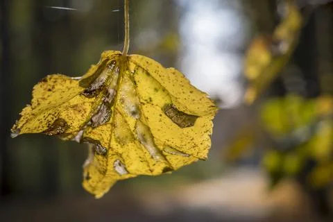 A close up of a yellow linden leaf Stock Photos