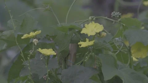 Close-Up Yellow Luffa Flowers Vine Garden Stock-Footage 343691557