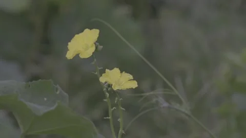 Close-Up Yellow Luffa Flowers Vine Garden Stock-Footage 343691591