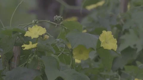 Close-Up Yellow Luffa Flowers Vine Garden Stock-Footage 343692213