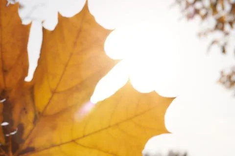 Close-up of a yellow maple leaf against the sky, early in the morning at dawn. A Stock-Fotos