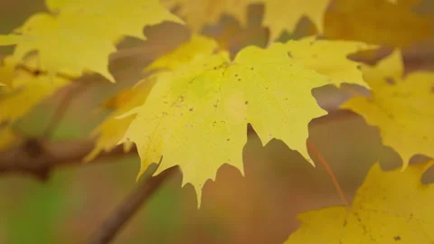 Close up of Yellow Maple Leaf on Branch in Autumn Forest Stock Footage 345553167