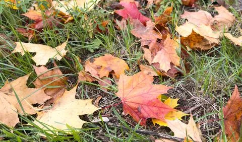 Close-up of a yellow maple leaf in the bright rays of the autumn sun Foto stock