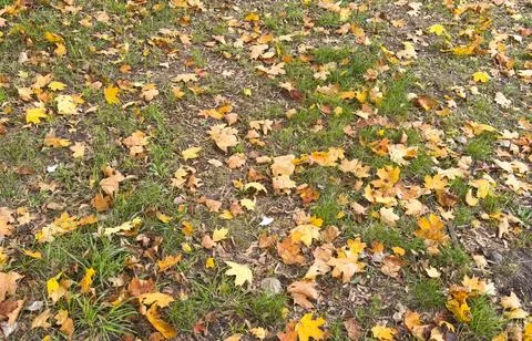 Close-up of a yellow maple leaf in the bright rays of the autumn sun 写真素材