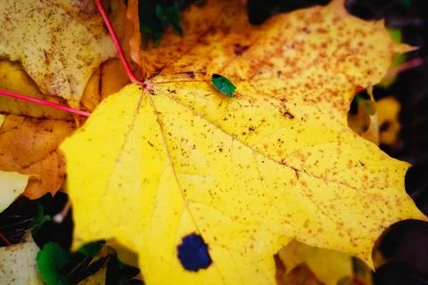 Close up yellow maple leaf from bug or virus in garden, Plant disease and Aph Stock Photos