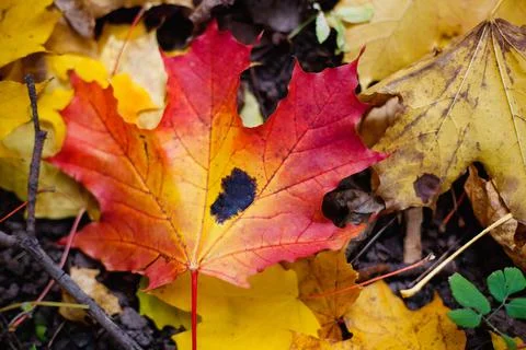 Close up yellow maple leaf from bug or virus in garden, Plant disease and Aph Stock Photos