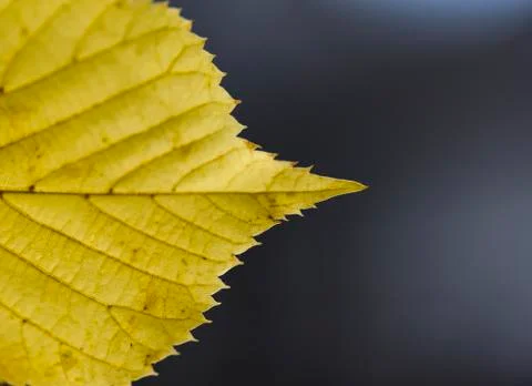 Close-up of yellow maple leaf during autumn 스톡 사진