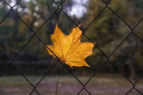 Close up of a yellow maple leaf stuck in a wire mesh fence with a blurred bac Photos