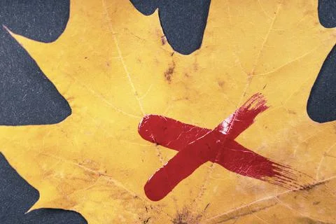 Close-up of a yellow maple leaf on which a red cross is painted as a mark Foto stock