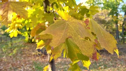 Close-Up Of Yellow Maple Leaves Stock Footage 253879122