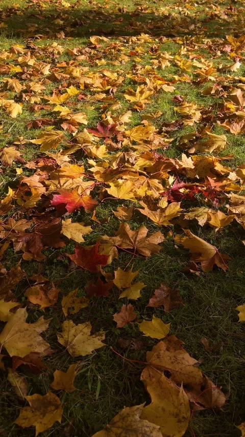 Close-up of yellow maple leaves on green grass. Video stock 288209189