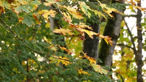 Close Up Yellow Maple Leaves on Mossy Tree Trunk Stock Footage 346196304