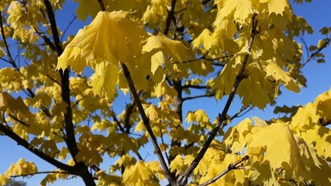 Close up: yellow maple leaves on a tree - 5 Stock Footage 107707897