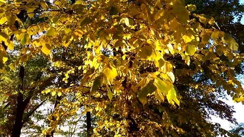 Close up of yellow maple leaves on tree branches gently sways on the wind. Stock Footage 165945588