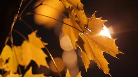 Close up yellow maple leaves under street lights on clear autumn night HD Stock Footage 32136484