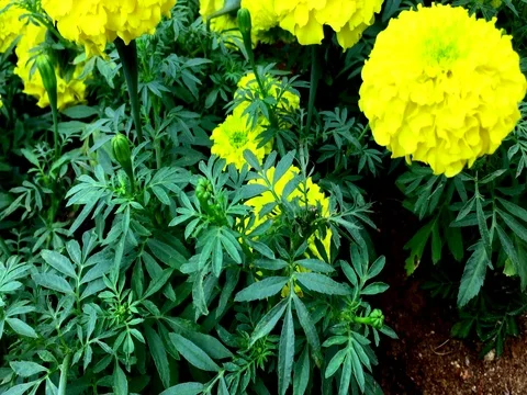 Close up of yellow marigold flowers in the park Stock Footage