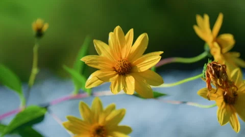 Close-Up of Yellow Mountain Flower with Blurred River Background Stock Footage 320187447