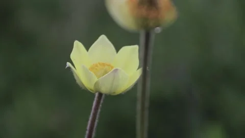 Close up of a yellow mountain flower Vídeos de archivo 211330226