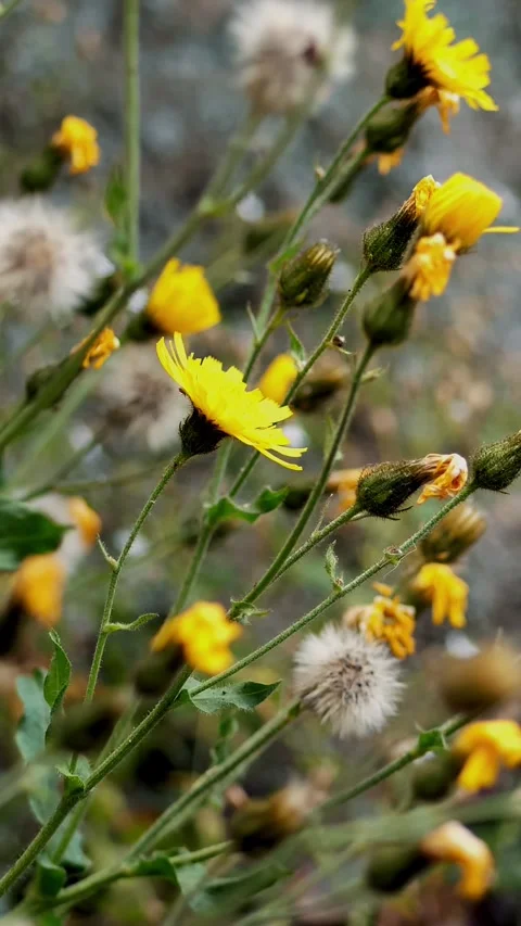 Close-up, yellow mountain flowers, St. John's wort, in the Alpine mountains, on Video stock 319779758