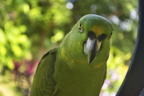 Close-up of Yellow-naped Amazon (Amazona auropalliata) parrot Stock Photos