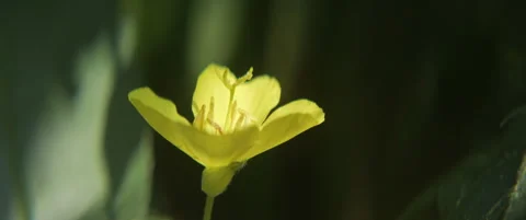 Close-up of yellow narrowleaf evening primrose flower scope 5.7K footage Stock Footage 312734784