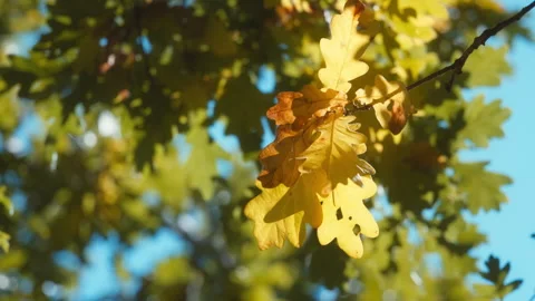 Close up of yellow oak leaves hanging from the branch with sunlight Stock Footage 337737173