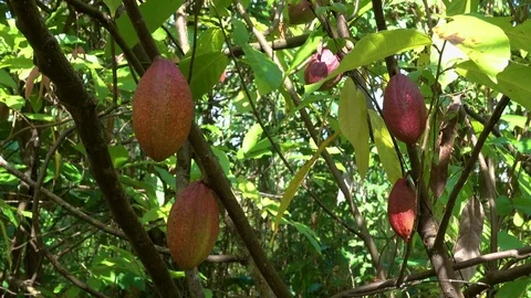 Close up of yellow-orange cacao Stock Footage 83312883