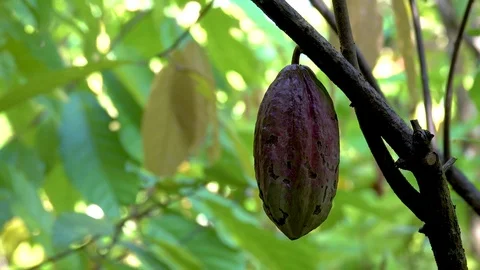 Close up of yellow-orange cacao Stock Footage 83313653