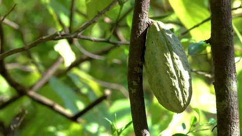 Close up of yellow-orange cacao Stock Footage 83314078