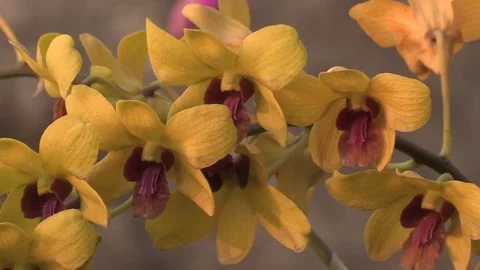 Close Up Yellow Orchid Stock Footage 72978301