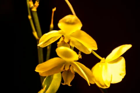 Close up of Yellow Orchids Stock Photos