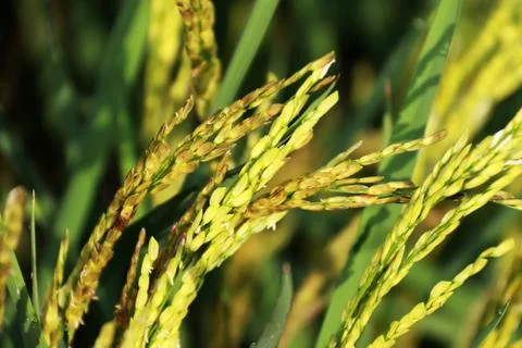 Close-up of yellow paddy rice field waiting for harvest in Thailand Stock Photos