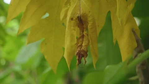 Close-Up of Yellow Papaya Leaf With Withered Tip in Tropical Garden, Goa, India Video stock 314691515