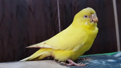 Close-up, a yellow parakeet with a wounded beak, New Delhi, India Stock Footage 140453346