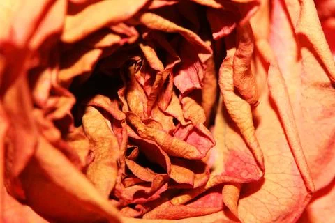 Close Up of A Yellow Pink Dead Dried Roses and Petals of the Flower on a Wh.. Stock Photos