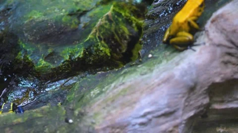 Close up of yellow poison dart frog Stock Footage 253494536