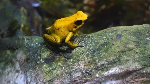 Close up of yellow poison dart frog Stock Footage 253494571
