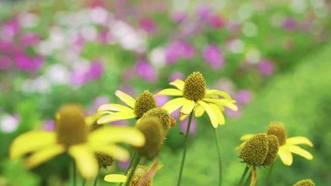 Close Up yellow pollen and bloom flower in flower garden Stock Footage 153520286