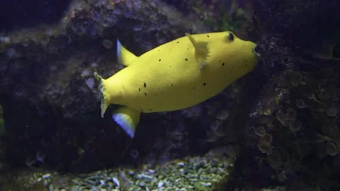 Close up of yellow puffer fish Stock Footage 233437777
