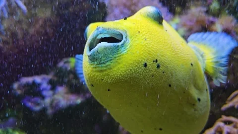 Close up of yellow puffer fish Stock Footage 264126748
