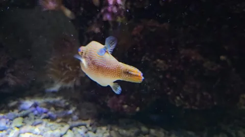 Close up of yellow pyramid trunk fish Stock Footage 294356103