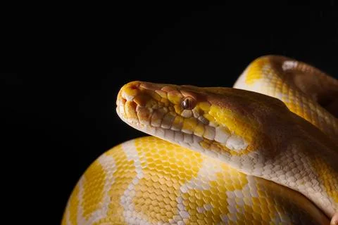 Close-up of a yellow python against a black background showing its brightly.. Stock Photos