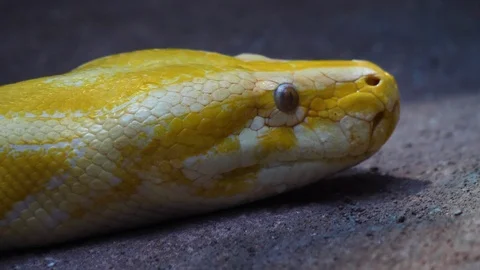 Close up of Yellow python Stock Footage 121691371