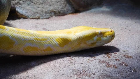 Close up of Yellow python Video stock 121691433
