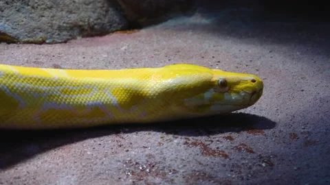 Close up of Yellow python head 動画素材 143918721