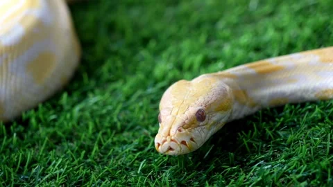 Close up of a yellow python snake on artificial grass Video stock 248060198