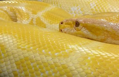Close up yellow python snake 스톡 사진